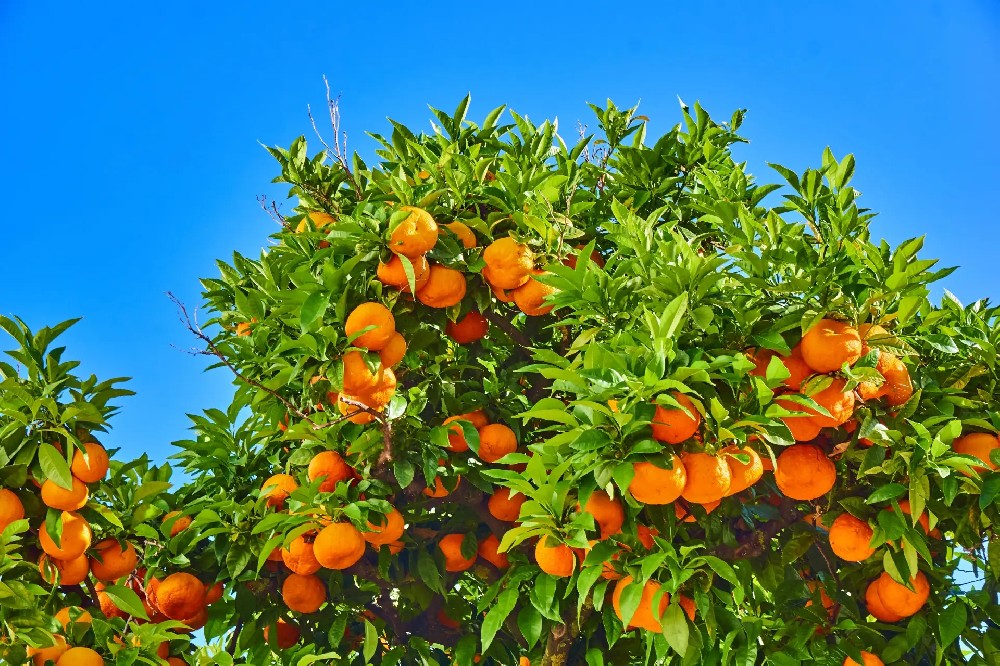 從雞糞到果渣，教你打造高效果園自用肥方案