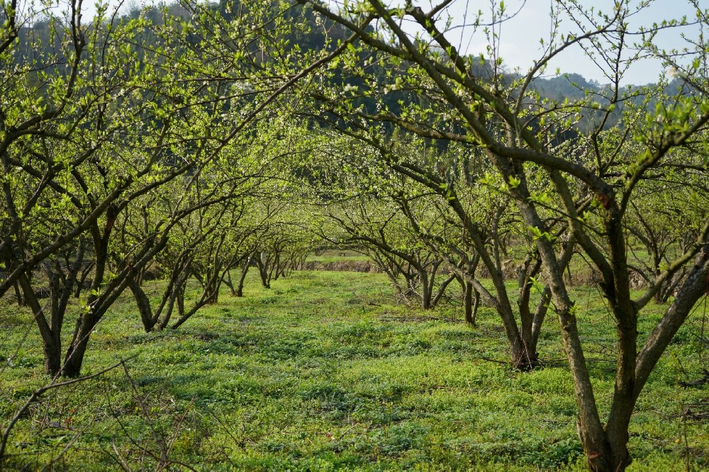 果樹(shù)施有機(jī)肥的正確方法